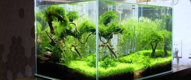龍魚缸改草缸造景：龍魚缸改草缸造景的詳情
