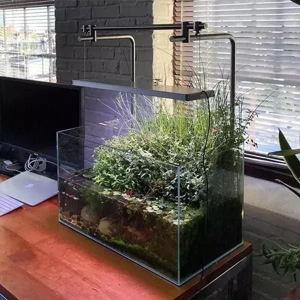 龍魚缸改草缸造景：龍魚缸改草缸造景的詳情