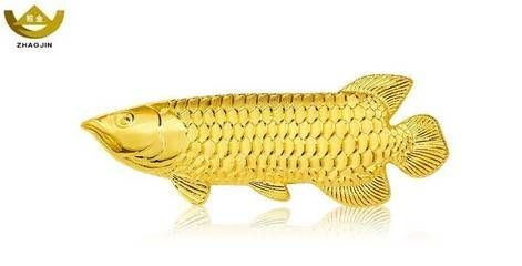 純金金龍魚多少錢（金龍魚價(jià)格(金龍魚多少錢一只金龍魚多少錢一條）