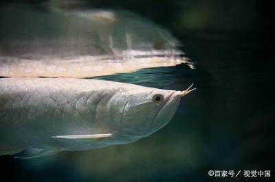 龍魚缸制作過程：龍魚缸制作全過程