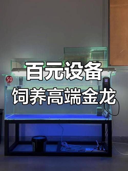 金龍魚養(yǎng)殖多少錢