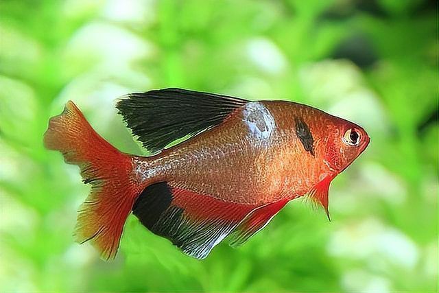 龍魚真菌感染會傳染嗎？