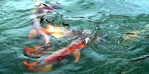 屬龍人養(yǎng)什么魚(yú)：屬龍的人養(yǎng)魚(yú)有什么講究？