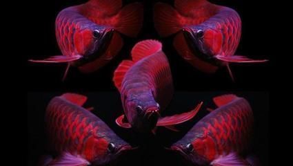 紅龍魚的特征描述怎么寫的呀（紅龍魚常見疾病防治,紅龍魚繁殖技巧介紹）