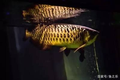 龍魚掉眼前兆是什么：龍魚掉眼后的護理方法