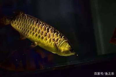 龍魚掉眼前兆是什么：龍魚掉眼后的護理方法
