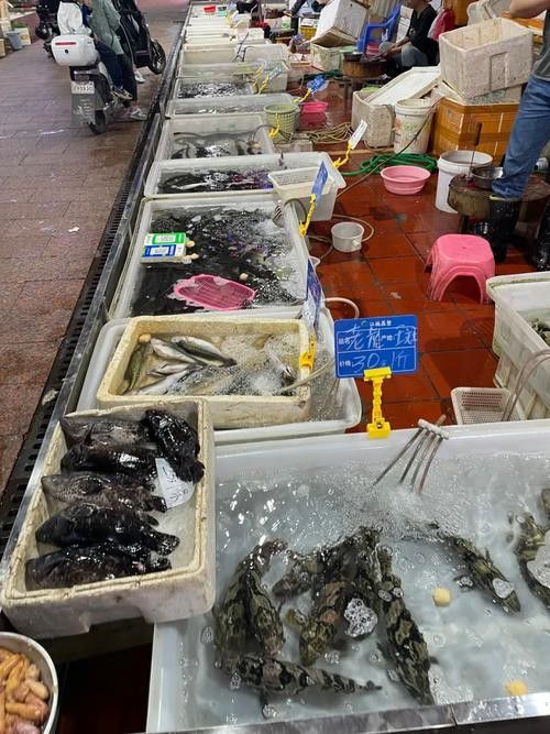 廣州最大的龍魚批發(fā)市場在哪里啊圖片