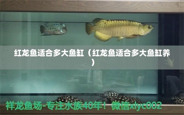 紅龍魚的最大尺寸（紅龍魚養殖環境要求，紅龍魚最佳飼養溫度，如何提高紅龍魚壽命）