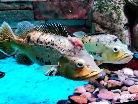 金龍魚頭上起一個泡泡：金龍魚頭上起一個泡泡泡泡泡樣的情況可能會引起主人的擔憂