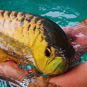 新加坡龍魚為啥不能出口到中國（為什么新加坡龍魚不能出口到中國？）