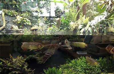 新加坡龍魚為啥不能出口到中國（為什么新加坡龍魚不能出口到中國？）
