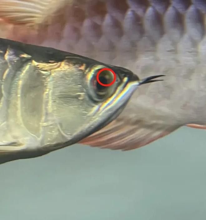 金龍魚眼睛有白點怎么回事圖片