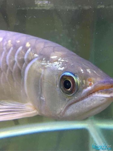 金龍魚眼睛有白點怎么回事圖片