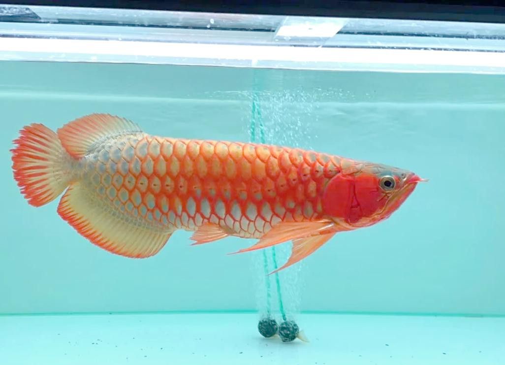 橙紅龍魚發色過程圖片欣賞大全