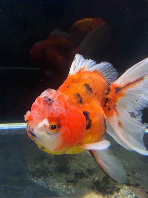 金龍魚眼睛有白點怎么回事圖片