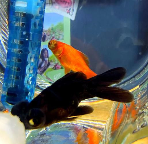 金龍魚眼睛有白點怎么回事圖片