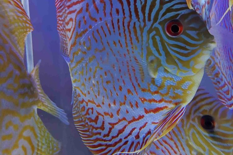 金龍魚眼睛有白點怎么回事圖片