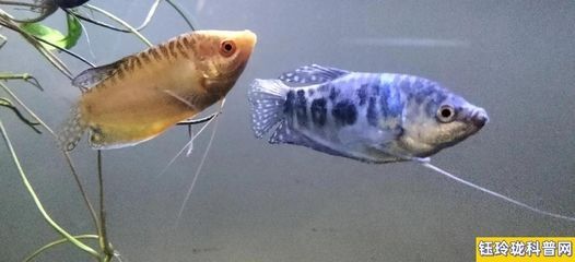 哪里買龍魚便宜（如何購買便宜的龍魚）