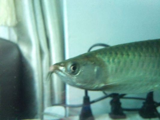 過(guò)背金龍魚怎么養(yǎng)才好：過(guò)背金龍魚怎么養(yǎng)才好，過(guò)背金龍魚的養(yǎng)殖方法是什么