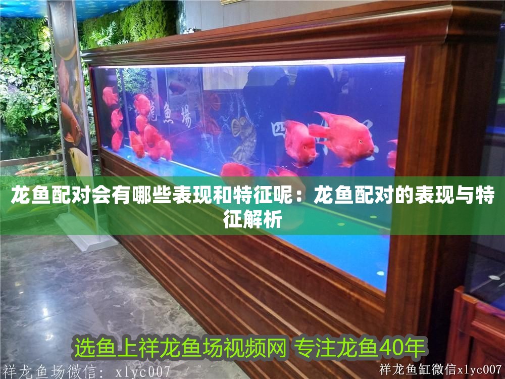 龍魚配對(duì)會(huì)有哪些表現(xiàn)和特征呢：龍魚配對(duì)的表現(xiàn)與特征解析