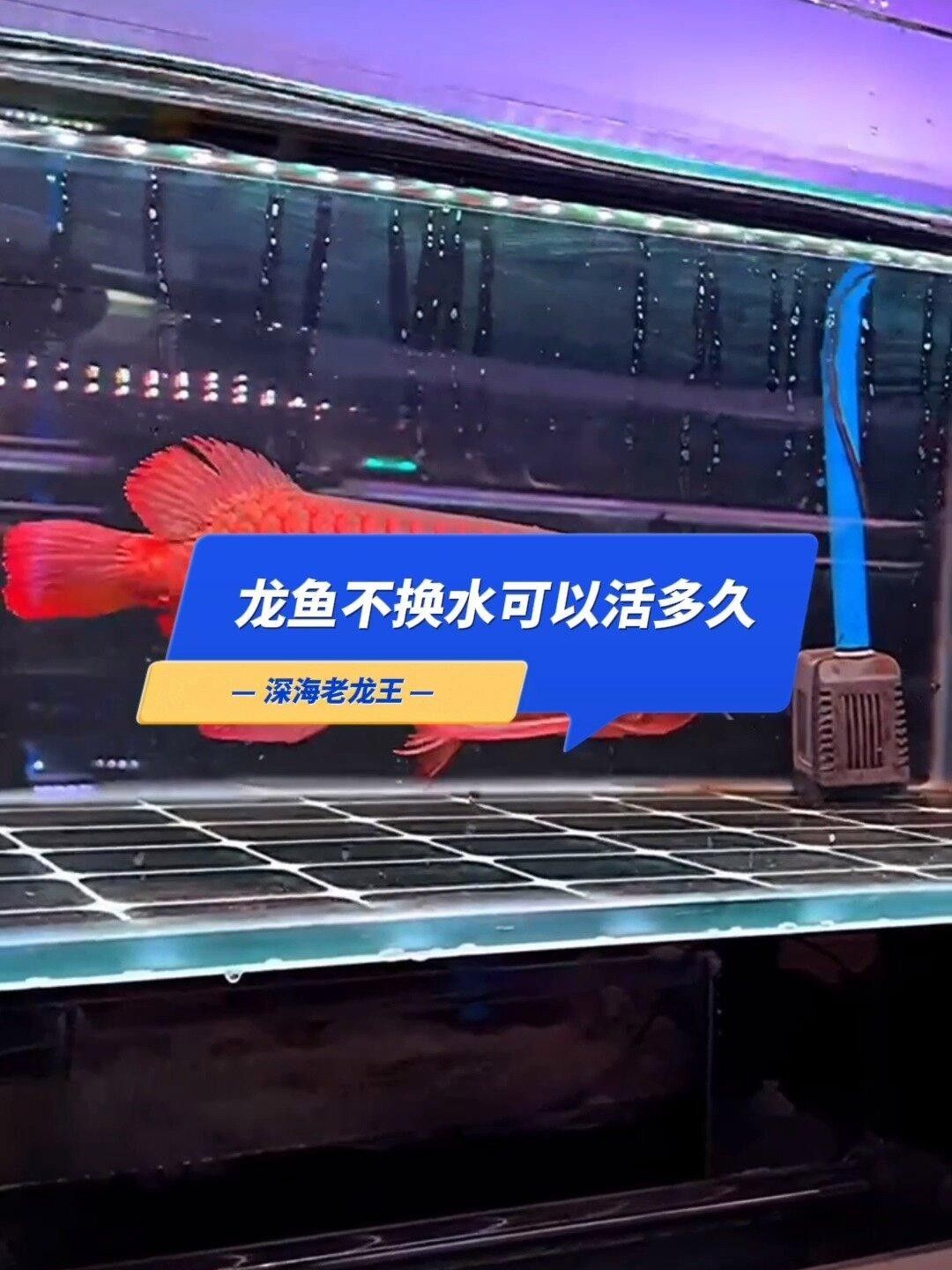 龍魚多久不換水會死？