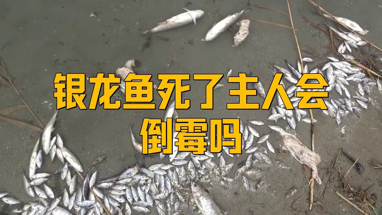 養的龍魚死了有什么講究嗎