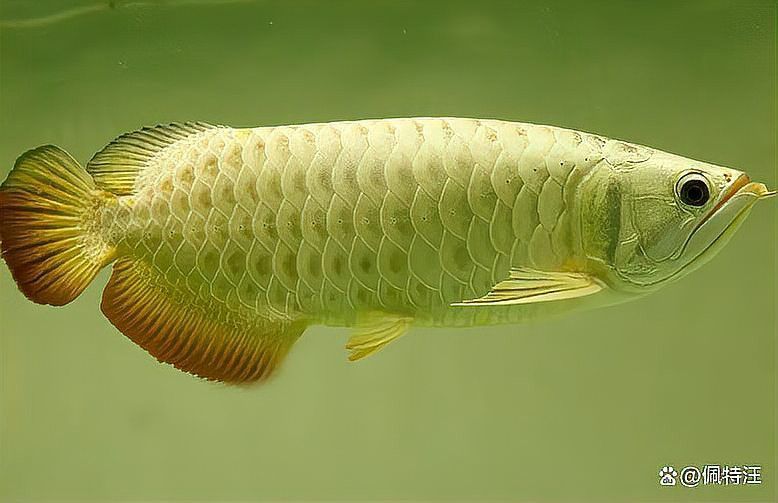 金龍魚苗的生長周期是多久？