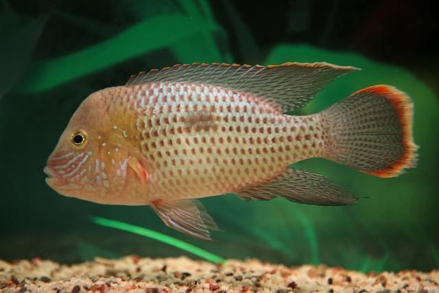 龍魚最貴的品種排名,六角龍魚：六角龍魚價(jià)格最貴的幾種品種，血紅龍魚的選購(gòu)指南