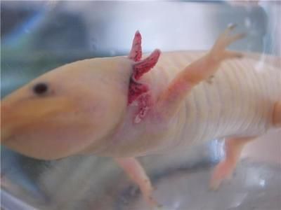龍魚最貴的品種排名,六角龍魚：六角龍魚價(jià)格最貴的幾種品種，血紅龍魚的選購(gòu)指南