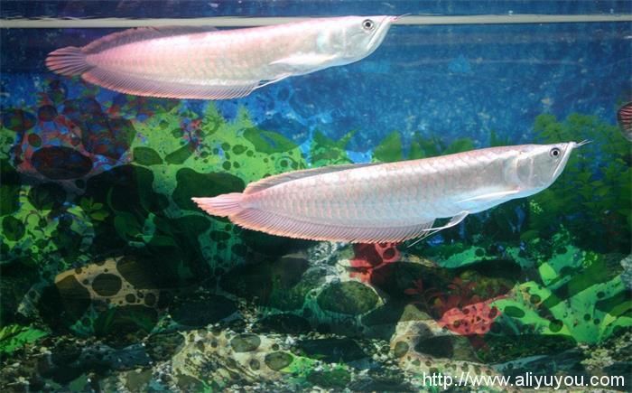 銀龍魚有白點加溫后能喂食嗎（當銀龍魚患有白點病并在加溫治療后）