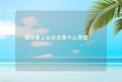 銀龍魚有白點加溫后能喂食嗎（當銀龍魚患有白點病并在加溫治療后）
