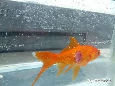 大白片治療龍魚腸炎嗎：關于龍魚腸炎的問題