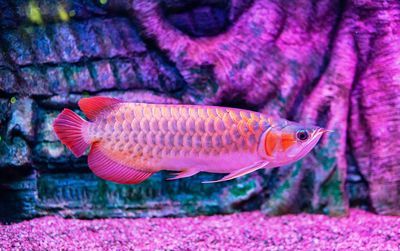龍魚燒尾的原因（龍魚燒尾是一種常見疾病，主要表現為龍魚尾鰭邊緣部分發白）