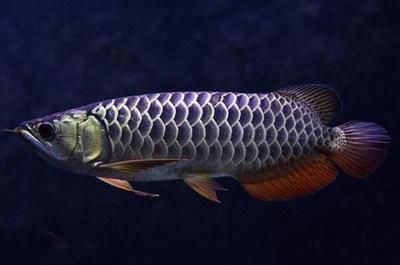 龍魚可以喂瘦肉嗎？（如何判斷龍魚是否營養均衡，龍魚腸炎的預防措施）