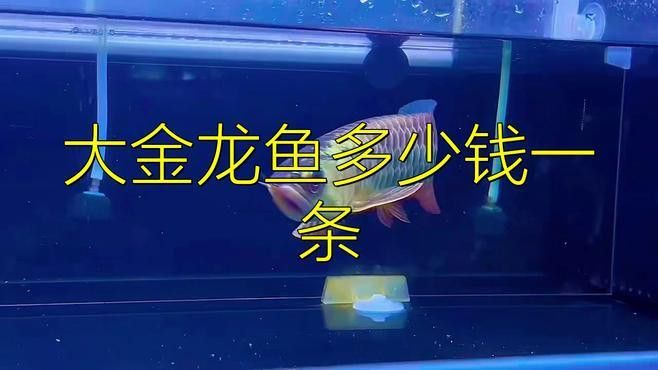 金龍魚收藏市場如何？