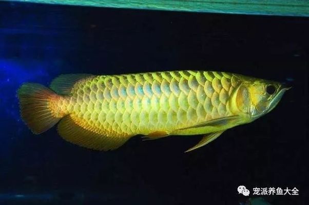 龍魚被欺負長時間在中下游沒事吧：新手養龍魚記住這5點就夠了