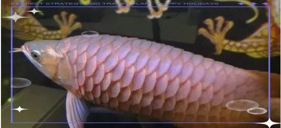 如何預防龍魚鱗片疾病的復發？