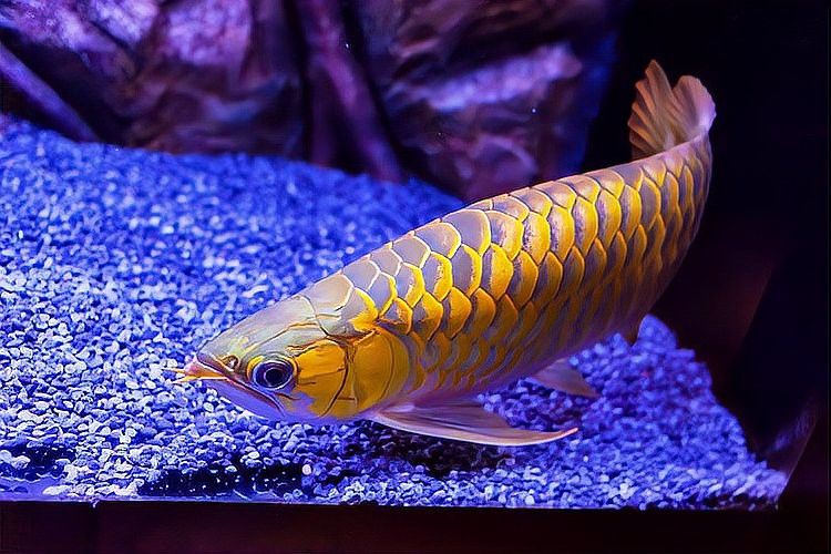 如何預防龍魚鱗片疾病的復發？