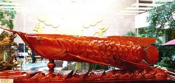 金龍魚加盟店怎么樣：金龍魚加盟店市場表現及加盟優勢、品牌影響力影響力提升