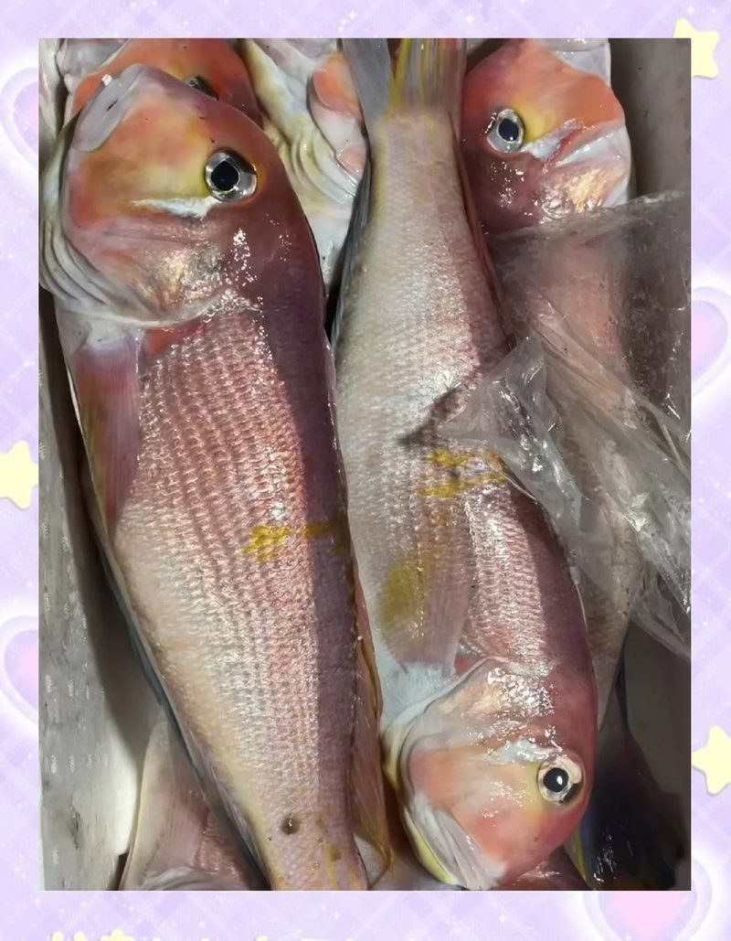 馬頭魚是海魚還是淡水魚