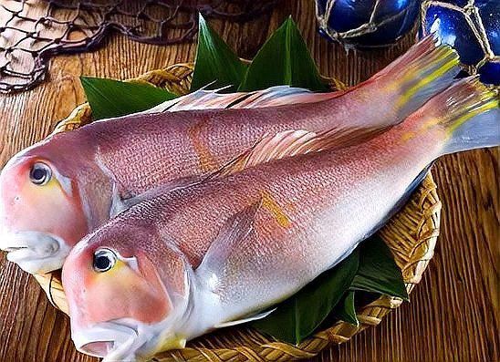 馬頭魚是海魚還是淡水魚
