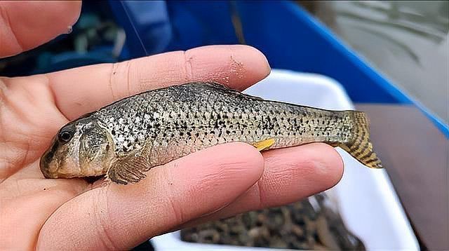 馬頭魚是海魚還是淡水魚