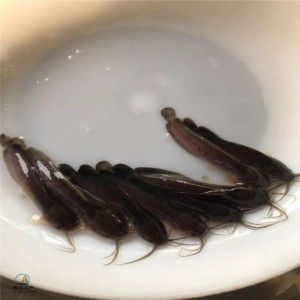 紅龍魚苗批發廠家