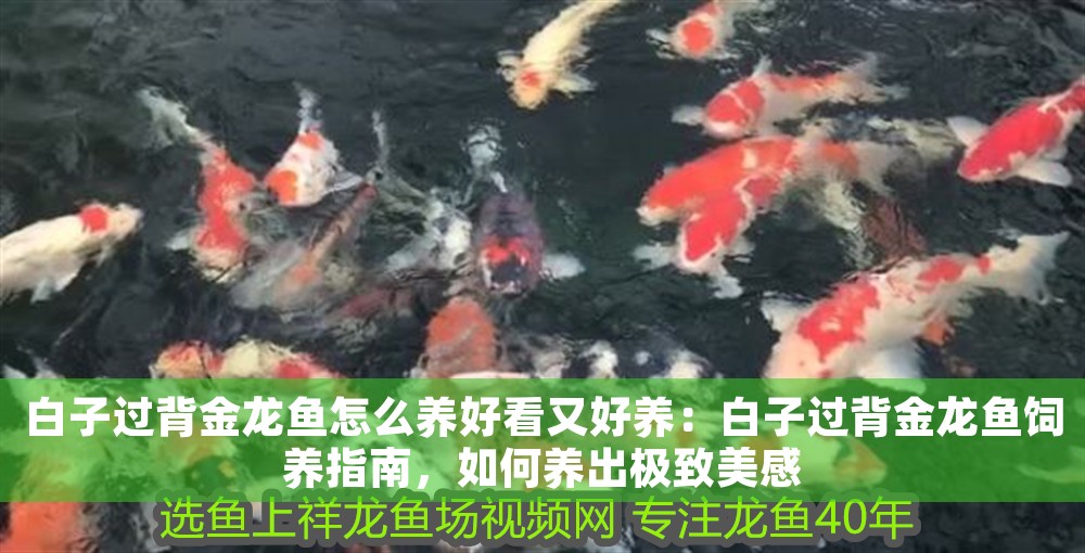 白子過背金龍魚怎么養好看又好養：白子過背金龍魚飼養指南，如何養出極致美感