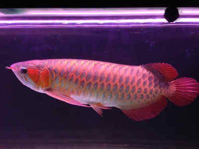 祥龍魚場品牌龍魚40年（祥龍魚場——馬來西亞老牌大漁場） 祥龍魚場品牌龍魚40年（祥龍魚場——馬來西亞老牌大漁場） 龍魚百科 第4張