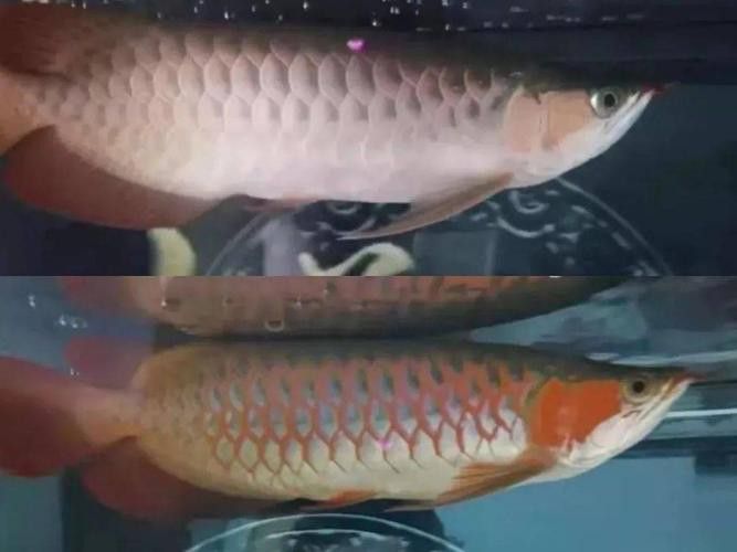 金龍魚的發色過程圖片大全大圖