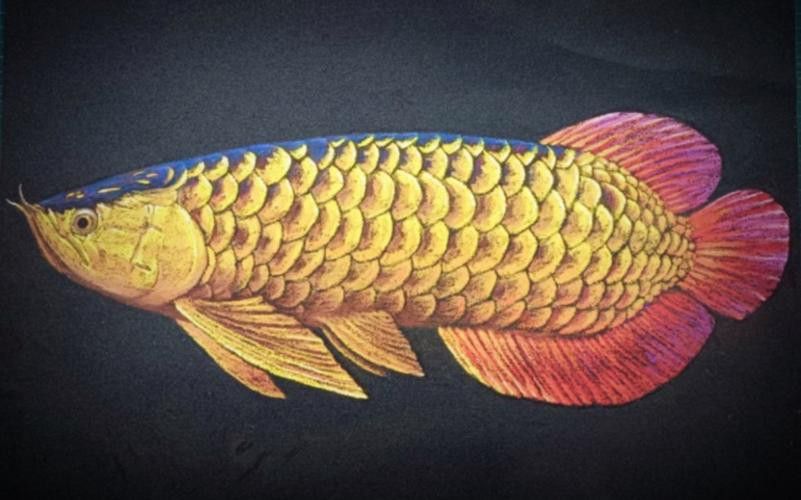 金龍魚的發色過程圖片大全大圖