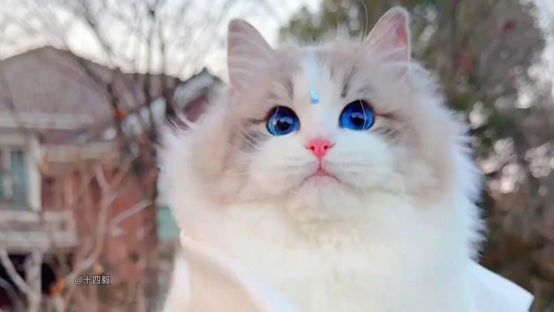 有哪些貓品種與龍貓相處最好？ 有哪些貓品種與龍貓相處最好？ 龍魚百科 第1張