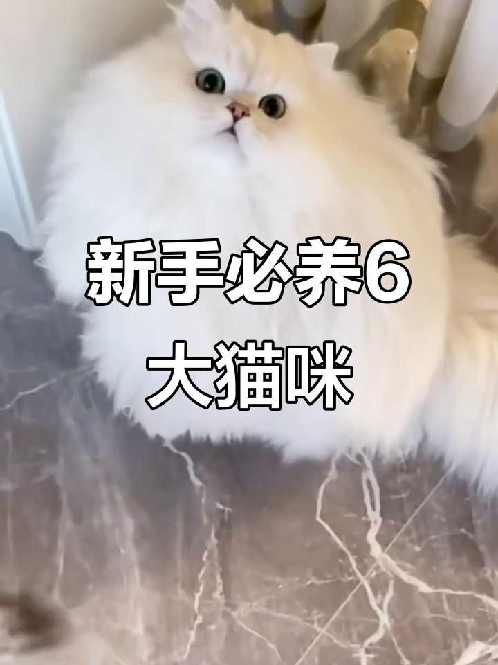 有哪些貓品種與龍貓相處最好？ 有哪些貓品種與龍貓相處最好？ 龍魚百科 第4張