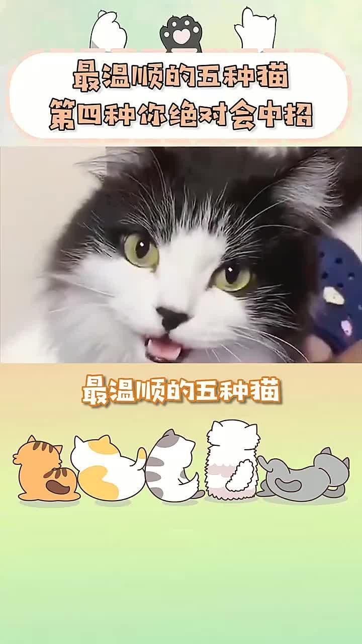 有哪些貓品種與龍貓相處最好？ 有哪些貓品種與龍貓相處最好？ 龍魚百科 第2張